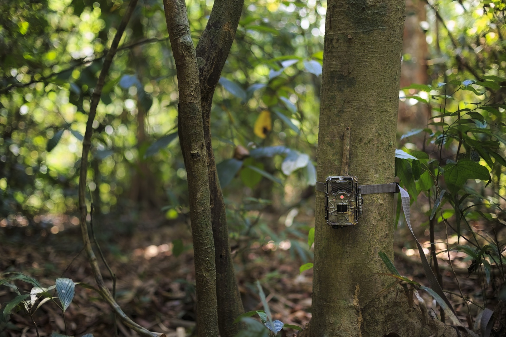 Field researcher deploying monitoring equipment